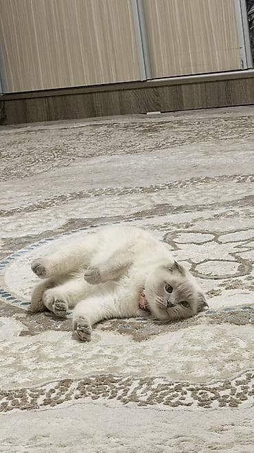 купить котёнка мейн кун: Отдаю в добрые руки моих котов, из за аллергии, белая девочка, черный — 2