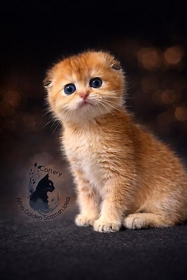 цена сфинкса: Скотиш Фолд (Шотландская вислоухая), 2 месяца, Мальчик, Золотая шиншилла, Приучена к лотку — 5