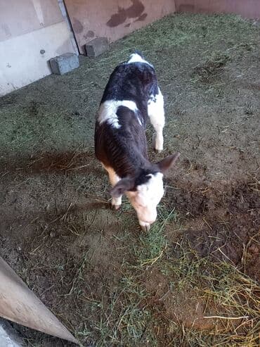 щенята даром: Продаю | Тёлка | На откорм | Искусственник — 1