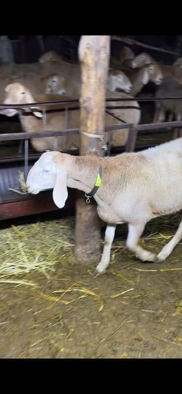 дом животных: Продаю | Баран (самец) | Для разведения | Осеменитель — 2