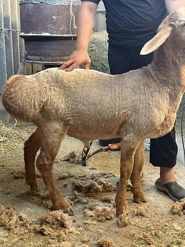 зоопарк бишкек: Сатам | Кочкор (эркек) | Көбөйтүү үчүн | Жасалма жол менен боозутуу — 6