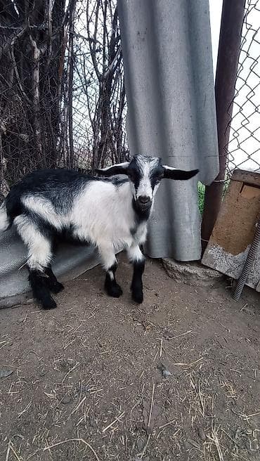 для молоко: Продаю | Козлёнок | Для разведения — 6