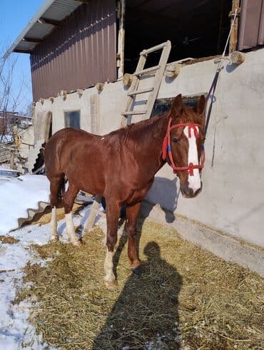 ургачы музо: Продаю | Кобыла (самка) | Рабочий — 3