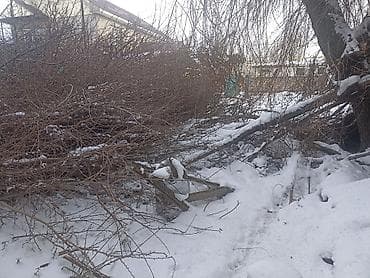 продаю тополя: Дрова Тополь — 3