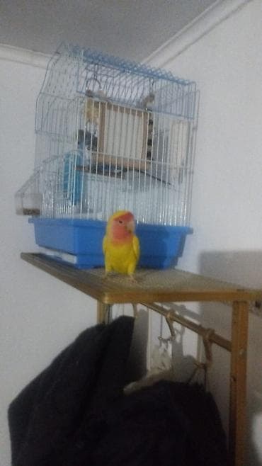 говорящие попугаи: Продаю. попугая,неразлучник,девочка,2 года — 2