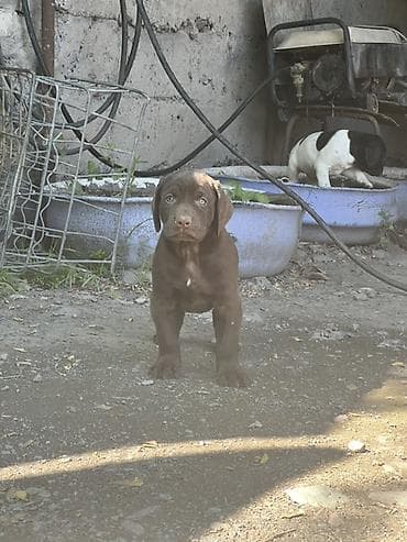 Продажа собак: Продаются породистые щенки курцхаара 🐾 Дата рождения: 29.03.2026 — 6