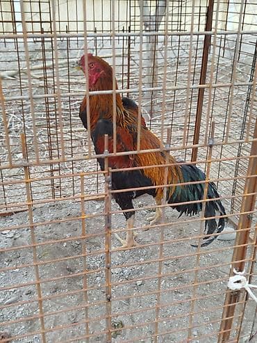 поставщики кормов для животных бишкек: Дакан тулок короз сатылат активный вес 4 .500 кг алмашу жолдору бар — 1