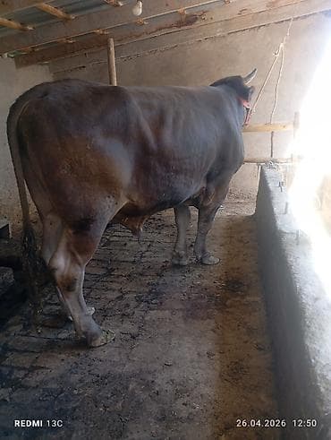 охотничая собака: Продаю | Бык (самец) | Для разведения | Племенные — 2