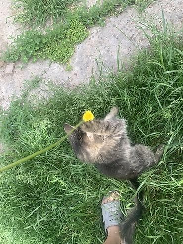 коты бесплатные: Кошка даром: Беспородная, 6 месяцев, Девочка, Приучена к лотку — 1
