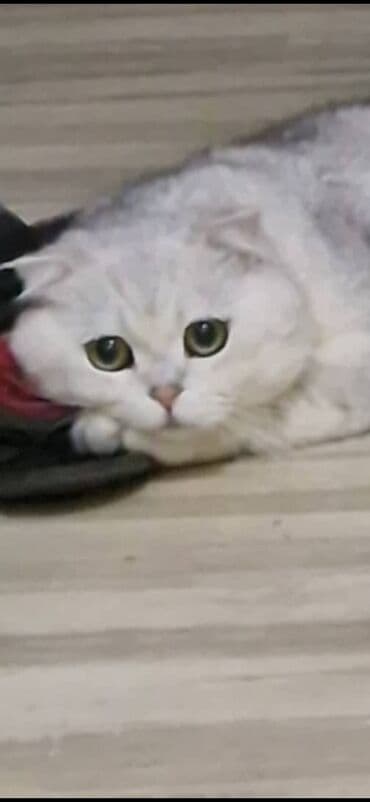 tuxedo порода кошек цена: Скотиш Фолд (Шотландская вислоухая), 2 года, Мальчик, Серебристая шиншилла, Приучена к лотку — 5