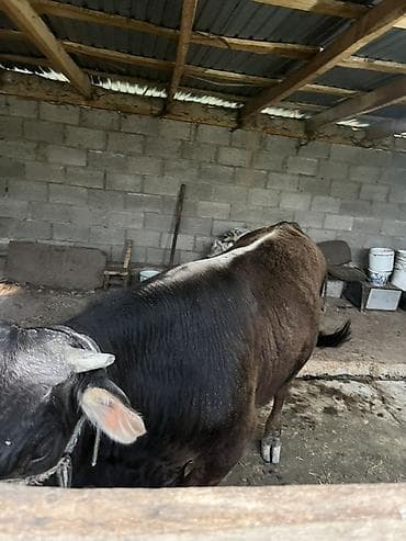 молочная карова: Продаю | Бык (самец) | На откорм | Привязанные — 5