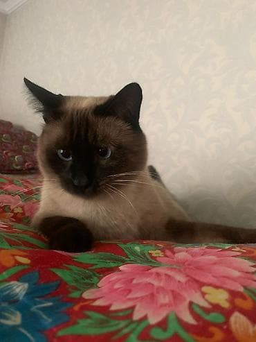 кошки британский: Кошка породы колор-пойнт (сиамского типа). Отдам в хорошие руки — 1