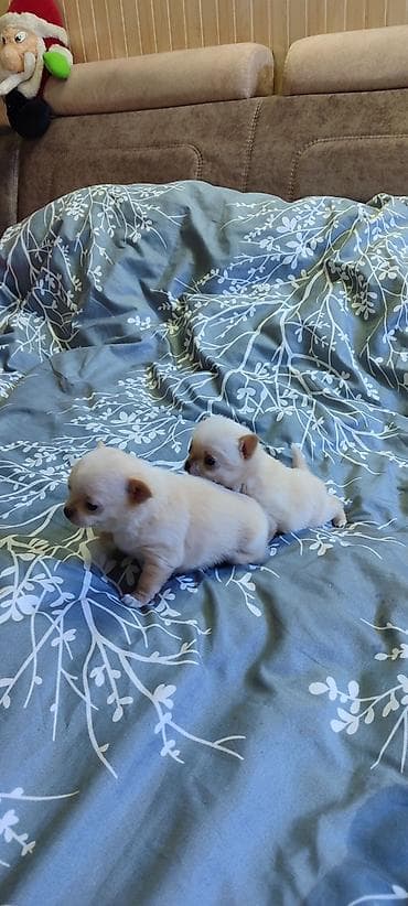 чихуахуа цена купить: Продаются щенки чихуа-хуа, всё вопросы по телефону — 4