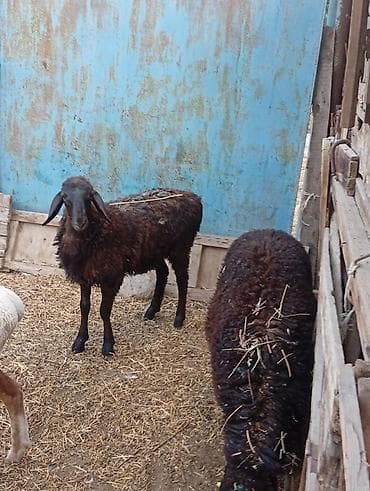 Продам с/х животных: Продаю | Овца (самка) | Для разведения — 2