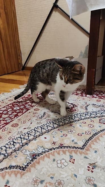 Вязка кошек: Котята домашние, короткошёрстные, полтора месяца им, начали кушать — 4