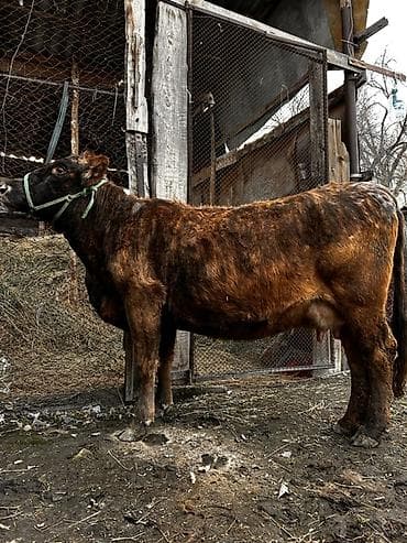 алатауский: Продаю | Корова (самка) | Алатауская, Швицкая | Для молока | Стельные — 1