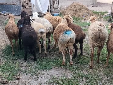 сиамская кошка даром: Продаю | Баран (самец) | Гиссарская — 3