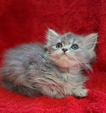 шотландская кошка прямоухая: Скотиш Страйт (Шотландская прямоухая), 2 месяца, Мальчик, Приучена к лотку, Проглистована — 3