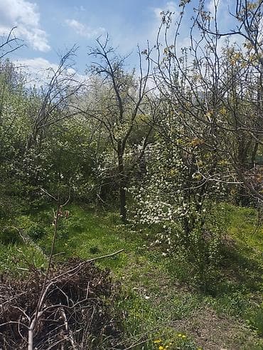 участка сатылат: Продаю Дачу кирп., участок 8 соток, по Кадастровому Плану - 7,52 — 7