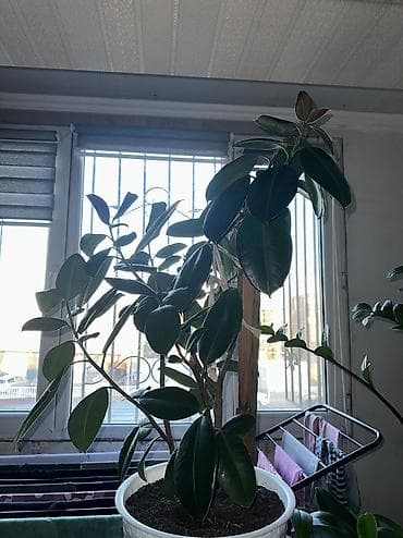 аглаонемы: Фикус в огромном горшке 4000 сом Замиокулькас 3000 сом Аглаонема в — 2