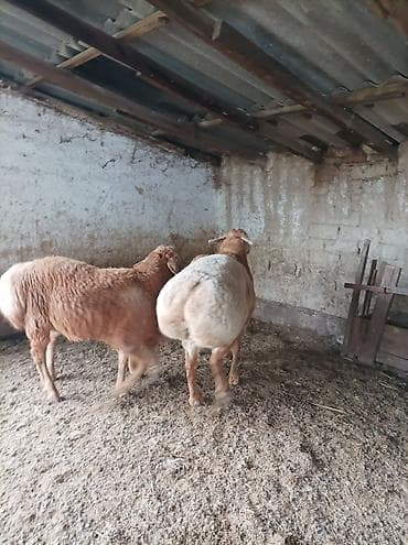 собака сокулук: Сатам | Кочкор (эркек) | Арашан | Көбөйтүү үчүн | Жасалма жол менен боозутуу — 3