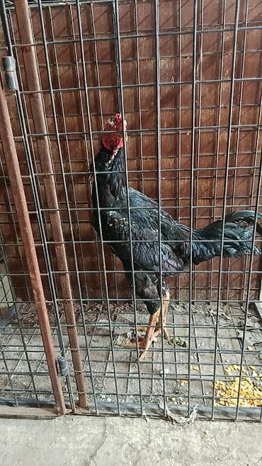 Лошади, кони: Продаю | Петух | Бойцовая | Для разведения — 4