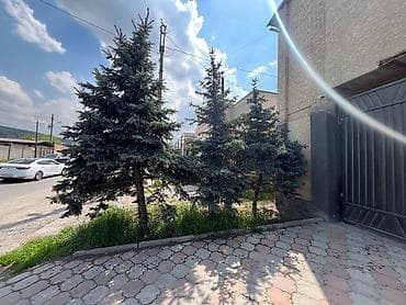 кел кел: Ель колючая (Picea pungens, голубая ель) — взрослые крупномеры для — 3