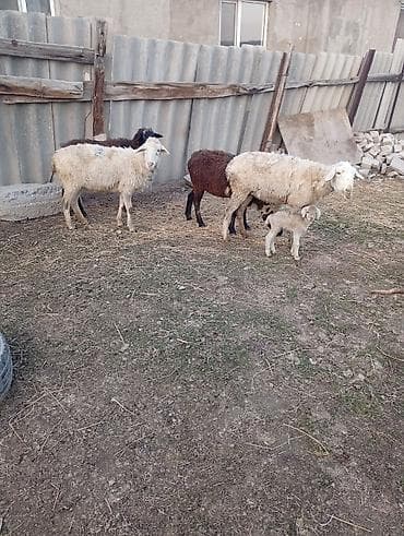 для овец: Продаю | Овца (самка), Ягненок | Гиссарская, Полукровка | На забой, Для разведения | Котные, Матка — 2