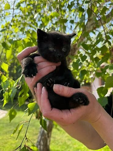 животные кот: Очаровательные котята, мальчик и девочка, оба черные, ищут добрые и — 9