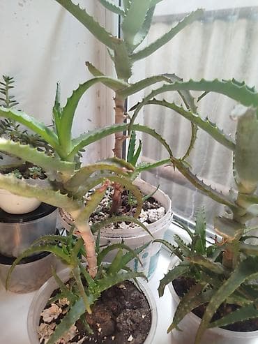 Алоэ 3 х летка (вероятно, алоэ аристата/гибрид). - Комнатные — 3