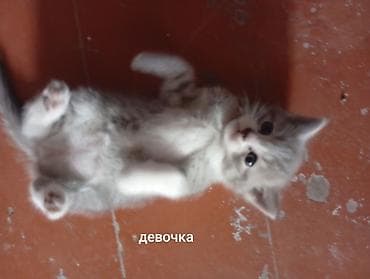 щенки курцхара: Продажа кошек — 2