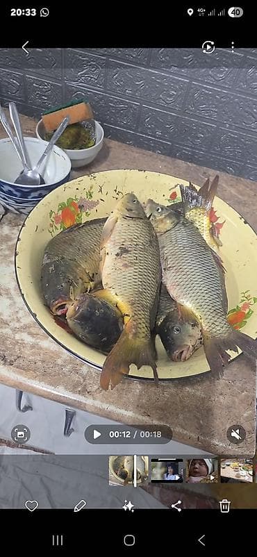 Чай, кофе, напитки: Свежий речной карась (нечистый, с чешуёй), целая рыба. - Вид: карась — 1