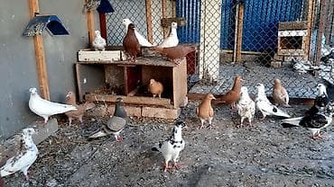 ак мышык: Бакинские пара 800. Игровые голуби, пара 1000 сом. Сиреневый голубь — 6