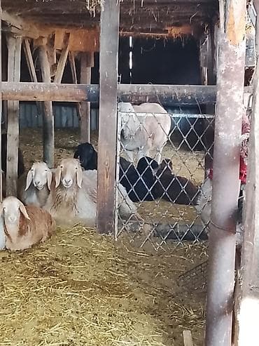 Подростковые велосипеды: Городской велосипед, Рама L (172 - 185 см) — 2