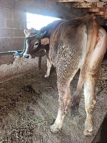 коровы на забой: Продаю | Тёлка | На откорм | Привязанные — 1