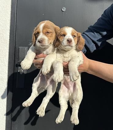 ало тоо: Щенки спаниеля (похожие на бретонского эпаньоля) с рыже-белым окрасом — 2