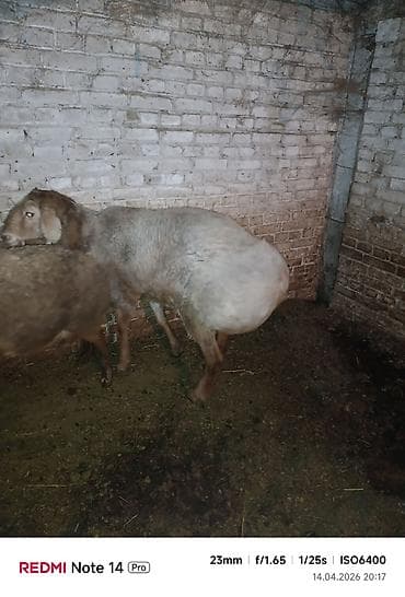 кошка жалал абад: Сатам | Кочкор (эркек) | Арашан | Көбөйтүү үчүн — 5