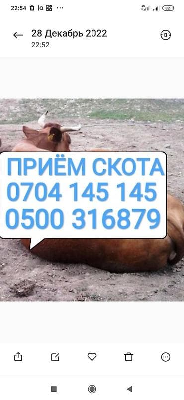 Частное лицо, Колбасный цех : Другие с/х животные, Коровы, быки, Лошади, кони, | Любое состояние, Забитый, Круглосуточно