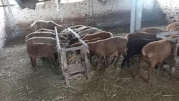 продаю животных: Продаю | Ягненок | Для разведения — 2