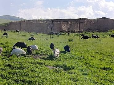 животные птицы: Индюки звонить только по номеру
Только номерге чалгыла!!! — 4