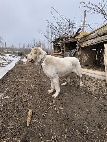 рыбы купить: Алабай, 1 год, Самец — 4