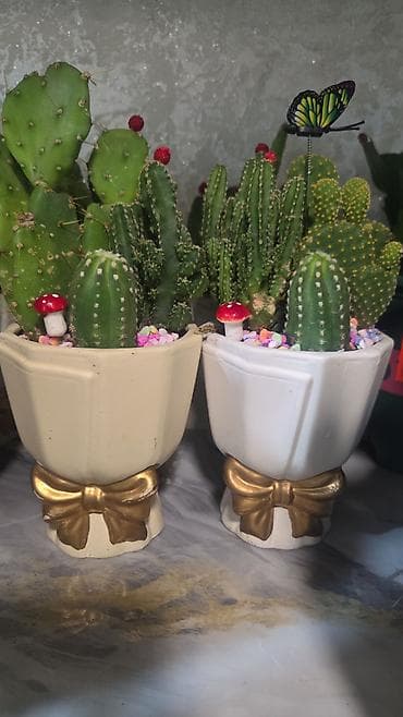 отдам даром комнатные цветы: Комнатные растения в горшках: 1) Хлорофитум хохлатый (вариагатный) - — 5