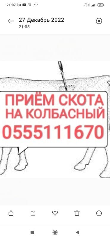 домашние птицы: Куплю | Коровы, быки, Лошади, кони | Круглосуточно, Любое состояние, Забитый — 1