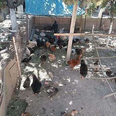 Животные: Продаю | Куры | Домашняя | Для разведения — 4