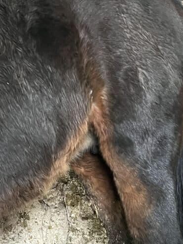 Жылкылар, аттар: Сатам | Бээ (ургаачы) | Союуга — 5