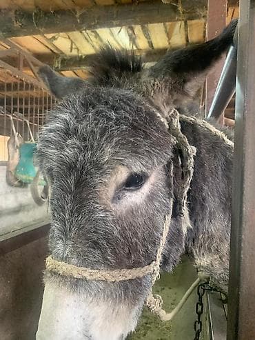 эшек игрушка: Осёл (серый, пушистая шерсть) - Порода/тип: домашний осёл, крупного — 2