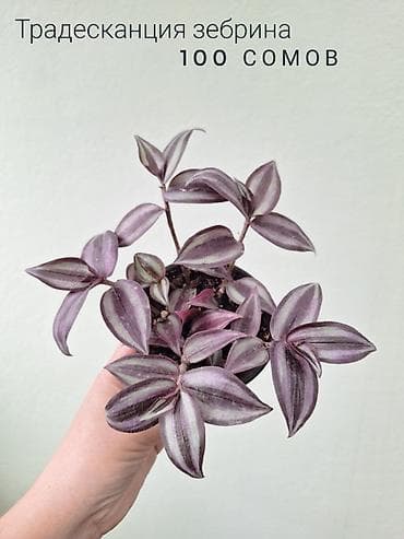 саженцы даром: 🌿 Комнатные цветы (укоренённые черенки/молодые растения/взрослые — 2