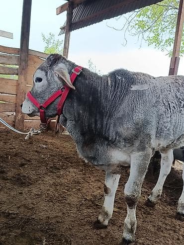 Продаю | Музоо, торпок | На откорм | Привязанные