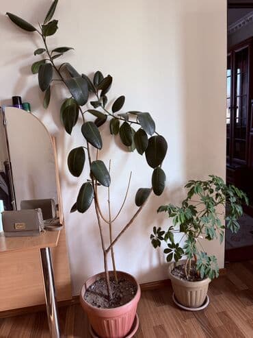 ель голубая цена: Фикус каучуконосный – популярное комнатное растение с крупными — 1