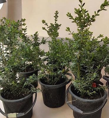 Самшит Buxus в контейнерах, вечнозеленый, можно формировать под разные